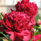 5 GARDEN PEONY Paeonia Lactiflora Red Pink White Mix Chinese Peony Flower Seeds