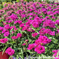 50 MAGENTA CARNATION Dianthus Caryophyllus Chabaud Flower Seeds