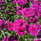 50 MAGENTA CARNATION Dianthus Caryophyllus Chabaud Flower Seeds