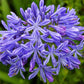 25 BLUE LILY of the NILE Agapanthus Orientalis African Lily Flower Seeds