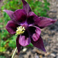 20 BLACK COLUMBINE Dark Columbine Aquilegia Atrata Deep Purple Flower Seeds