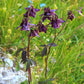 20 BLACK COLUMBINE Dark Columbine Aquilegia Atrata Deep Purple Flower Seeds