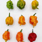 10 Red CAROLINA REAPER PEPPER World's Hottest Capsicum Chinense Hot Chili Vegetable Seeds