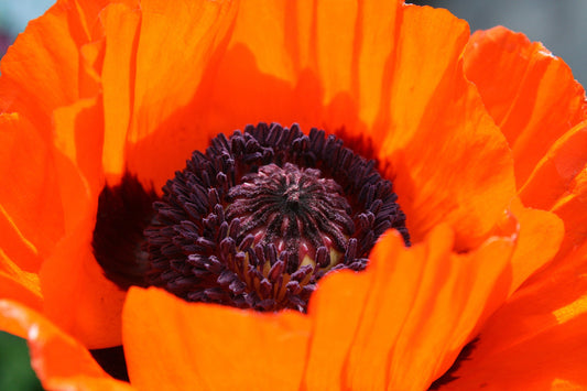 100 PRINCE of ORANGE POPPY Oriental Poppy Papaver Orientale Perennial Flower Seeds