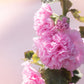 50 Dwarf Double HOLLYHOCK MAJORETTE MIX Alcea Rosea Red Pink White Maroon Yellow Mixed Color Flower Seeds