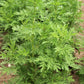 1000 SWEET WORMWOOD Artemisia Annua Sweet Annie Mugwort Sagewort Fragrant Herb Seeds