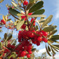 20 SILVER BUFFALOBERRY Shepherdia Argentea Red Fruit Native Bullberry Berry Shrub Seeds