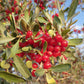 20 SILVER BUFFALOBERRY Shepherdia Argentea Red Fruit Native Bullberry Berry Shrub Seeds