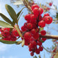 20 SILVER BUFFALOBERRY Shepherdia Argentea Red Fruit Native Bullberry Berry Shrub Seeds