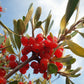 20 SILVER BUFFALOBERRY Shepherdia Argentea Red Fruit Native Bullberry Berry Shrub Seeds