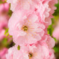 10 FLOWERING ALMOND Prunus Triloba aka Flowering Plum & Rose Tree Fragrant Double Pink Flower Shrub Seeds