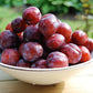 5 AMERICAN PLUM Prunus Americana Red Purple Fruit White Flower Shrub Tree Seeds