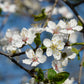 5 AMERICAN PLUM Prunus Americana Red Purple Fruit White Flower Shrub Tree Seeds