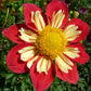50 MIXED COLLARETTE DAHLIA Variabilis Two Tone Mix of Red Pink Purple White Yellow Maroon Peach Flower Seeds