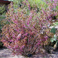 5 MEXICAN BUCKEYE Ungnadia Speciosa Shrub Tree Pink Purple Fragrant Flower Seeds