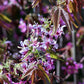5 MEXICAN BUCKEYE Ungnadia Speciosa Shrub Tree Pink Purple Fragrant Flower Seeds