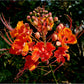 10 RED BIRD Of PARADISE Caesalpinia Pulcherrima aka Pride of Barbados, Dwarf Poinciana, Peacock Flower Seeds
