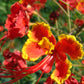 10 RED BIRD Of PARADISE Caesalpinia Pulcherrima aka Pride of Barbados, Dwarf Poinciana, Peacock Flower Seeds