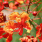 10 RED BIRD Of PARADISE Caesalpinia Pulcherrima aka Pride of Barbados, Dwarf Poinciana, Peacock Flower Seeds