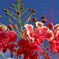 10 RED BIRD Of PARADISE Caesalpinia Pulcherrima aka Pride of Barbados, Dwarf Poinciana, Peacock Flower Seeds