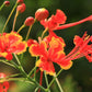 10 RED BIRD Of PARADISE Caesalpinia Pulcherrima aka Pride of Barbados, Dwarf Poinciana, Peacock Flower Seeds