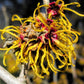 25 American WITCH HAZEL Hamamelis Virginiana Alder Shrub Tree Yellow Flower Seeds