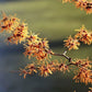 25 American WITCH HAZEL Hamamelis Virginiana Alder Shrub Tree Yellow Flower Seeds