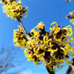 25 American WITCH HAZEL Hamamelis Virginiana Alder Shrub Tree Yellow Flower Seeds