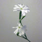10 AFRICAN DREAM ROOT Silene Undulata Xhosa Herb White Ways Campion Flower Seeds