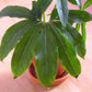 10 Fan-Leaf Chinese GREEN DRAGON Arum Pinellia Pedatisecta Houseplant Shade Flower Seeds