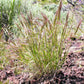 300 Bottlebrush SQUIRRELTAIL RYE GRASS Elymus Elymoides syn Sitanion Hystrix Red Plume Squirrel Tail Ornamental Seeds