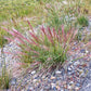 300 Bottlebrush SQUIRRELTAIL RYE GRASS Elymus Elymoides syn Sitanion Hystrix Red Plume Squirrel Tail Ornamental Seeds