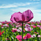 250 AFGHAN Blue POPPY Mixed Colors Papaver Somniferum Pink Purple White Flower Seeds