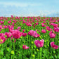 250 AFGHAN Blue POPPY Mixed Colors Papaver Somniferum Pink Purple White Flower Seeds