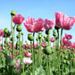 250 AFGHAN Blue POPPY Mixed Colors Papaver Somniferum Pink Purple White Flower Seeds