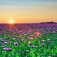 250 AFGHAN Blue POPPY Mixed Colors Papaver Somniferum Pink Purple White Flower Seeds