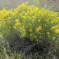 100 RUBBER RABBITBRUSH Chamisa Ericameria Nauseosa Native Desert Shrub Yellow Flower Seeds