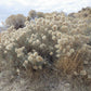 100 RUBBER RABBITBRUSH Chamisa Ericameria Nauseosa Native Desert Shrub Yellow Flower Seeds