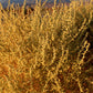 100 FOURWING SALTBRUSH Atriplex Canescens Gray Sage Brush Chamiso Desert Shrub Seeds