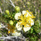 40 STANSBURY CLIFFROSE Purshia Stansburiana Cliff Rose Native Desert Shrub White & Yellow Flower Seeds