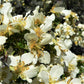 40 STANSBURY CLIFFROSE Purshia Stansburiana Cliff Rose Native Desert Shrub White & Yellow Flower Seeds