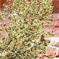 40 STANSBURY CLIFFROSE Purshia Stansburiana Cliff Rose Native Desert Shrub White & Yellow Flower Seeds