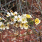 40 STANSBURY CLIFFROSE Purshia Stansburiana Cliff Rose Native Desert Shrub White & Yellow Flower Seeds