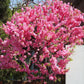 10 FLOWERING ALMOND Prunus Triloba aka Flowering Plum & Rose Tree Fragrant Double Pink Flower Shrub Seeds
