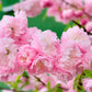 10 FLOWERING ALMOND Prunus Triloba aka Flowering Plum & Rose Tree Fragrant Double Pink Flower Shrub Seeds