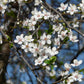 5 AMERICAN PLUM Prunus Americana Red Purple Fruit White Flower Shrub Tree Seeds
