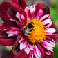 50 MIXED COLLARETTE DAHLIA Variabilis Two Tone Mix of Red Pink Purple White Yellow Maroon Peach Flower Seeds