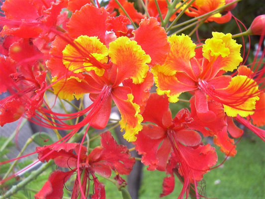 10 RED BIRD Of PARADISE Caesalpinia Pulcherrima aka Pride of Barbados, Dwarf Poinciana, Peacock Flower Seeds