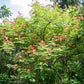 10 RED BIRD Of PARADISE Caesalpinia Pulcherrima aka Pride of Barbados, Dwarf Poinciana, Peacock Flower Seeds