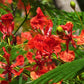 10 RED BIRD Of PARADISE Caesalpinia Pulcherrima aka Pride of Barbados, Dwarf Poinciana, Peacock Flower Seeds